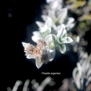 Psiadia argentea Asteraceae Endémique La Réunion 1546.jpeg